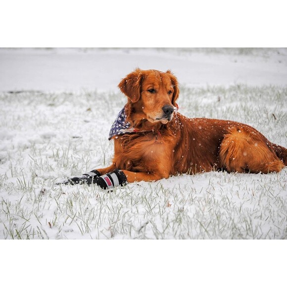 All Weather Neoprene Paw Protector Dog Boots, Reflective Velcro, M, 4 Shoes - Picture 5 of 10